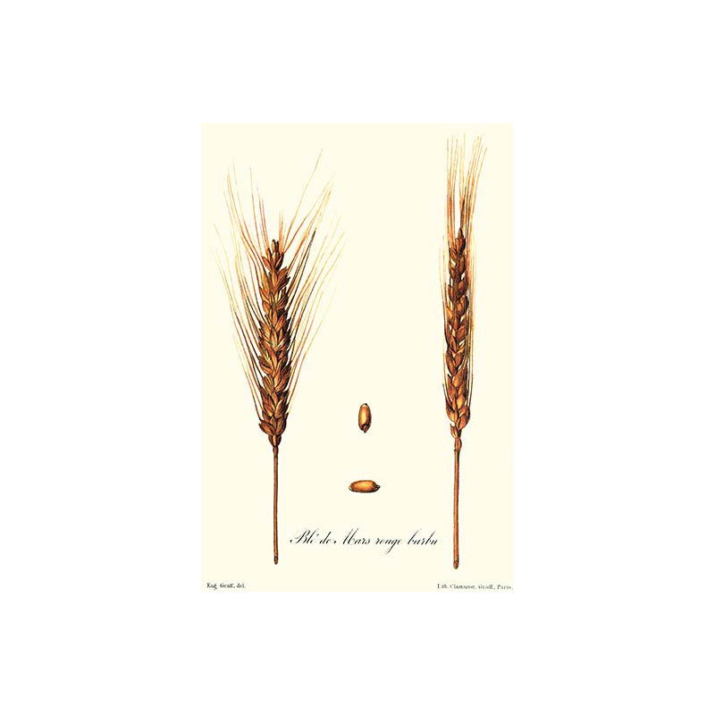 Blé-impression d’art graphique, H 66 po x l 44 po x P 1,5 po