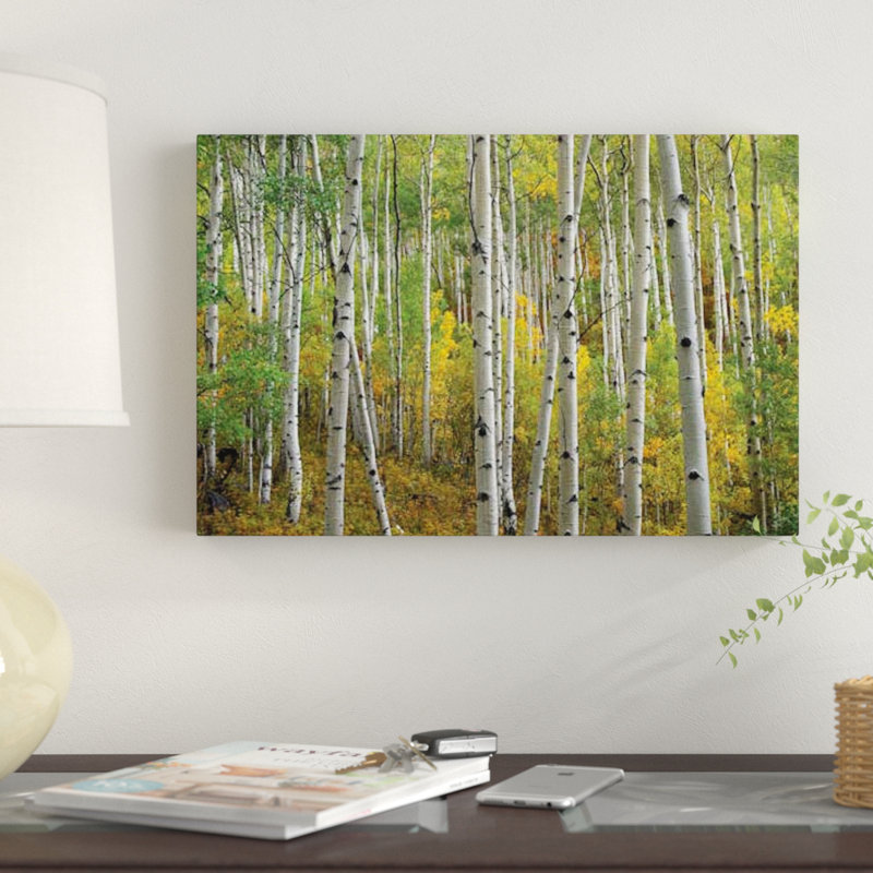 «Quake Aspen in Autumn, Colorado II», reproduction de photo sur toile, H 12 po x l 18 po x P 1,5 po, Pas de tapis