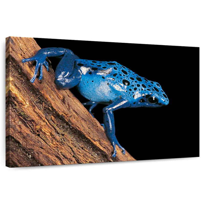 Blue Poison Arrow Frog, 34" H x 51" W