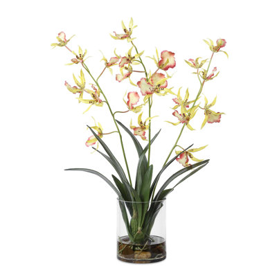 Orchidée araignée dans un vase en verre