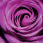 «Purple Rose» par PhotoINC Studio - Estampe numérique sur toile tendue avec châssis-1048755597-1048755589-1048755590