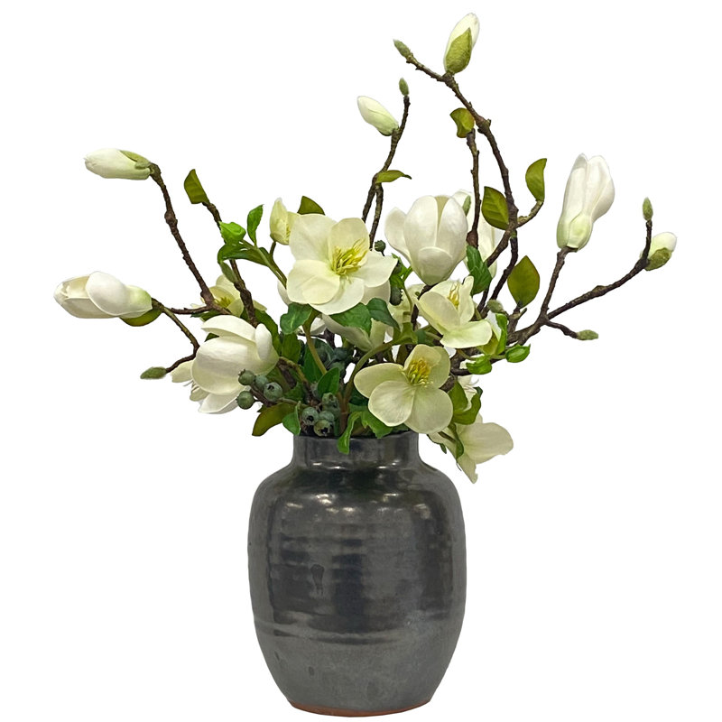 Merveille de magnolia en pot