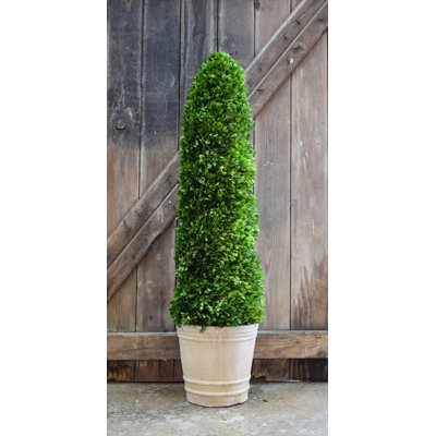 Topiaire buis en pot