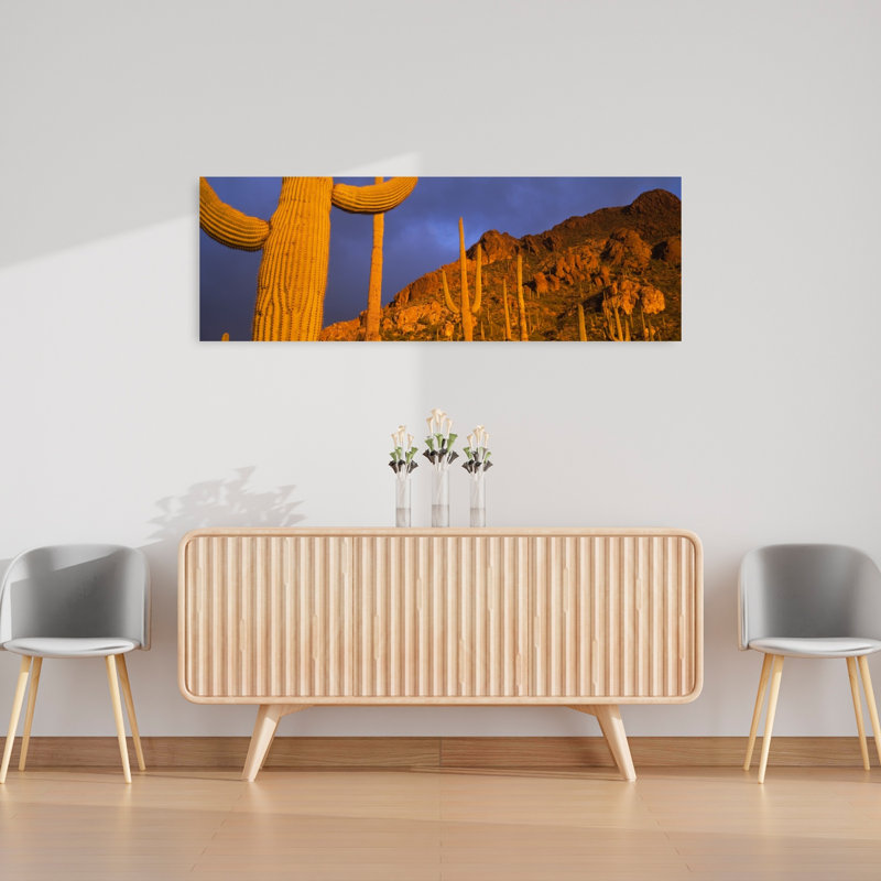 Cactus Saguaro, Tucson, Arizona, États-Unis, H 48 po x l 16 po