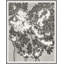 Plants & Flowers Print by Darrell Kincer-2067937741