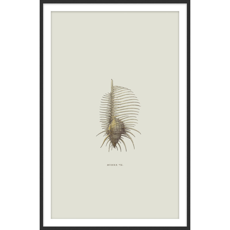 Sundry Murex 2, reproduction d'art encadrée, H 91 cm x l 61 cm