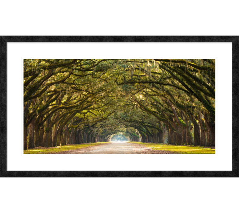 'Path lined with oak trees' Framed Graphic Art, 26" H x 44" W x 1.5" D