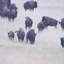 «Grazing Herd» (ensemble de 2) par Chad Mackay, reproduction d'art encadrée sous verre