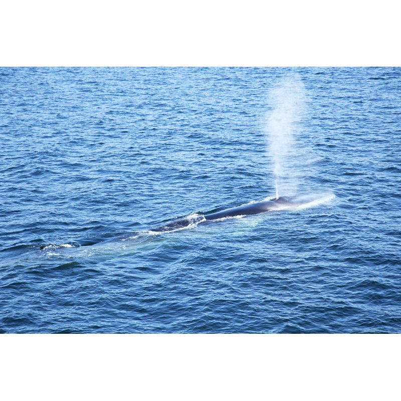 Balaenoptera Physalus by MarisaMurillo - Wrapped Canvas Print, 61cm H x 91cm W