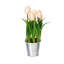 Arrangement floral de tulipes en pot