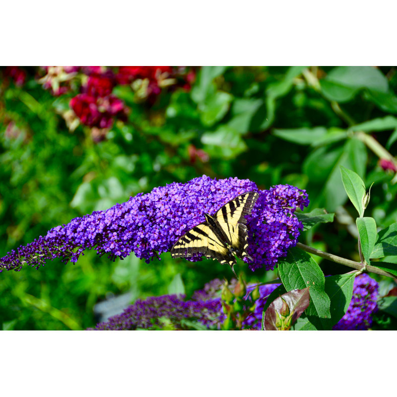 Haimes Butterfly on a Flower by Onnes - Photograph, Wrapped Canvas, 30cm H x 46cm W