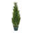 38" Cedar Tree