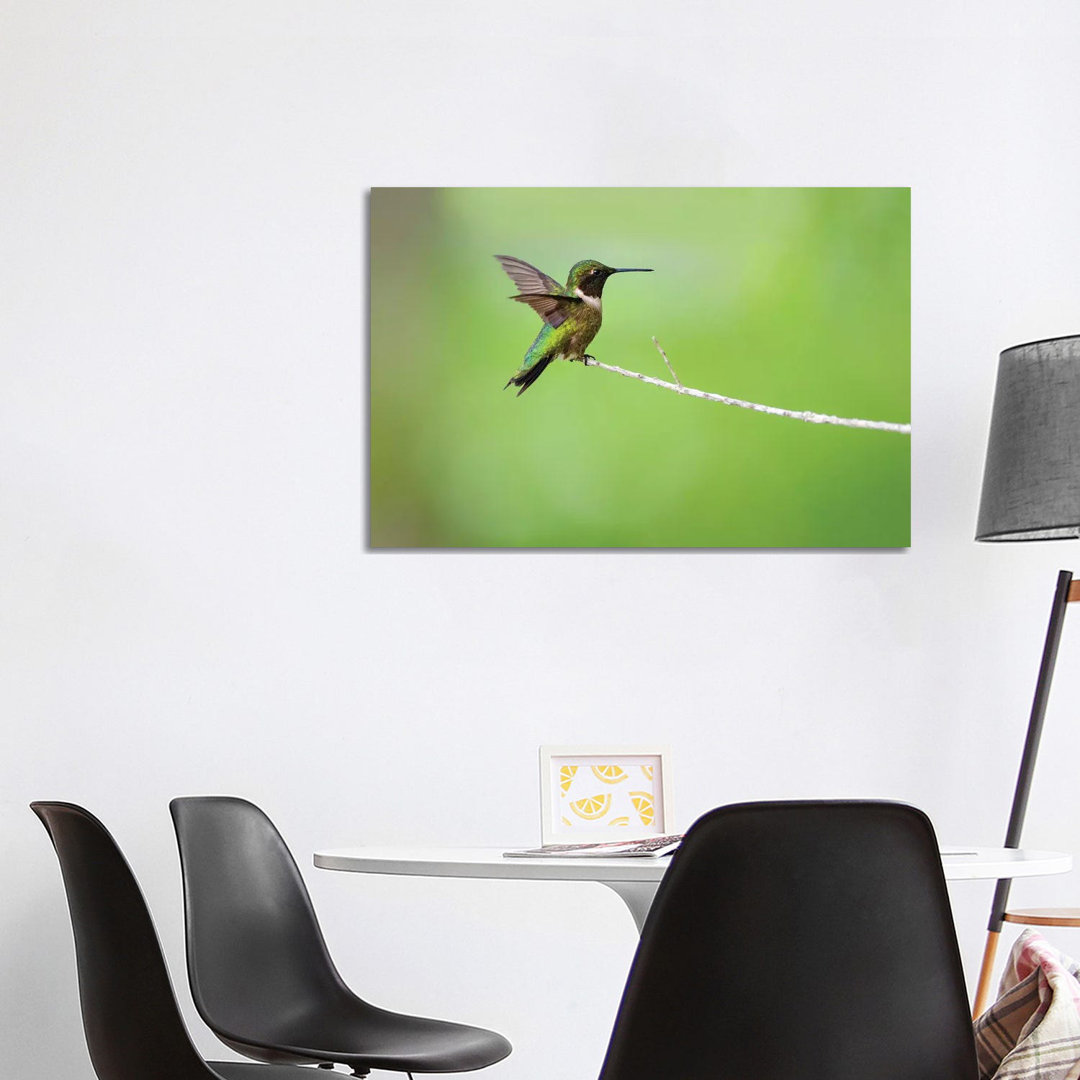 Ruby-Throated Hummingbird (ArchilochUS Colubris) Male Landing by Larry Ditto - Wrapped Canvas Gallery-Wrapped Canvas Giclée