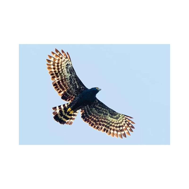 Sharp-Shinned Hawk In Flight, Sarapiqui, Costa Rica - Wrapped Canvas Print, 66.04 cm H x 45.72 cm W x 1.91 cm D