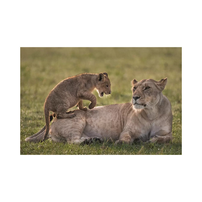 Africa, Kenya, Maasai Mara National Reserve. Lion Cub Playing With Lioness 1 Piece Wrapped Canvas Wall Art
