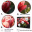 «Crimson Red Tulips Sway In A Sunlit Garden» sur toile-97031024-97031025