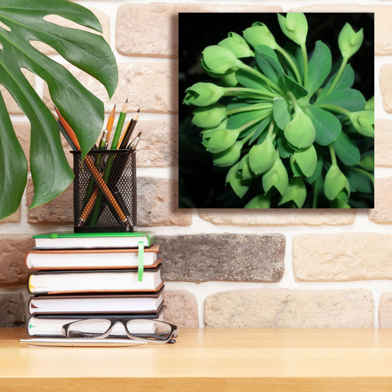 «Succulence 1» par Alicia Ludwig, art mural sur toile, H 12 po x l 12 po x P 0,75 po