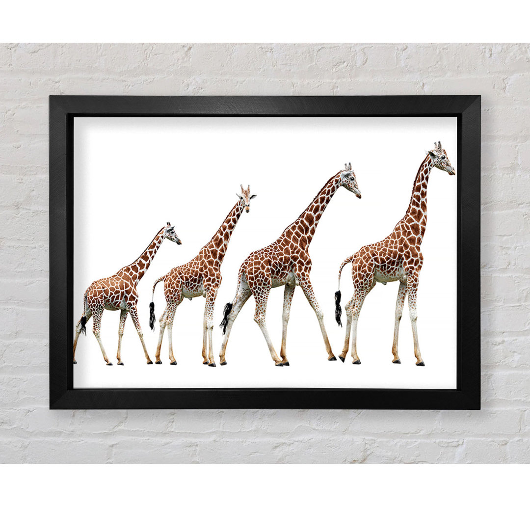 Giraffe Lineup Gerahmter Druck