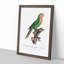 Yellow-Headed Amazon Parrot by F. Levaillant - Picture Frame Graphic Art Print-55641547-55641543