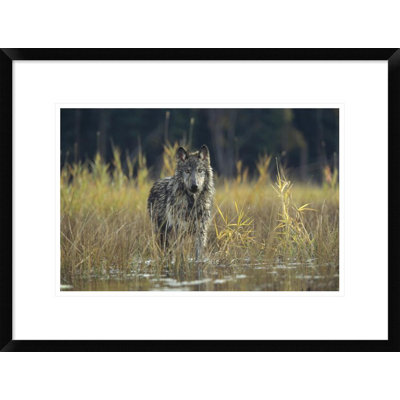 Timber Wolf Pauses While Walking Through Lake Montana Framed Photographic Print