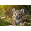 Figurine de jeu tiger