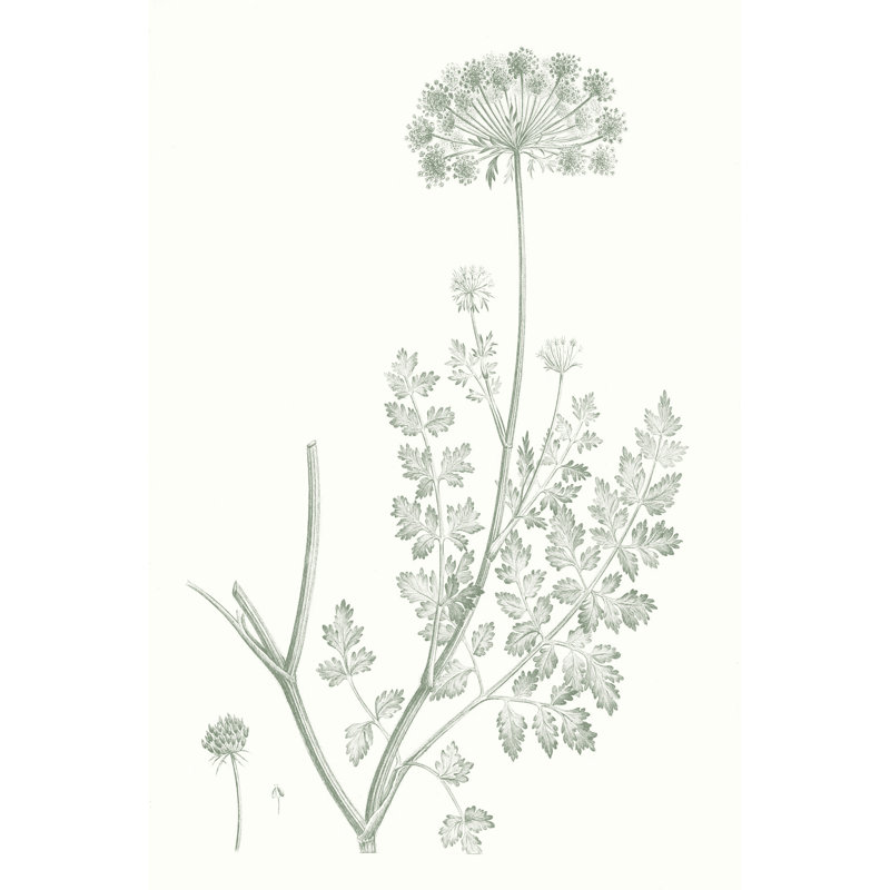 Étude botanique en sauge V, H 36 po x l 24 po