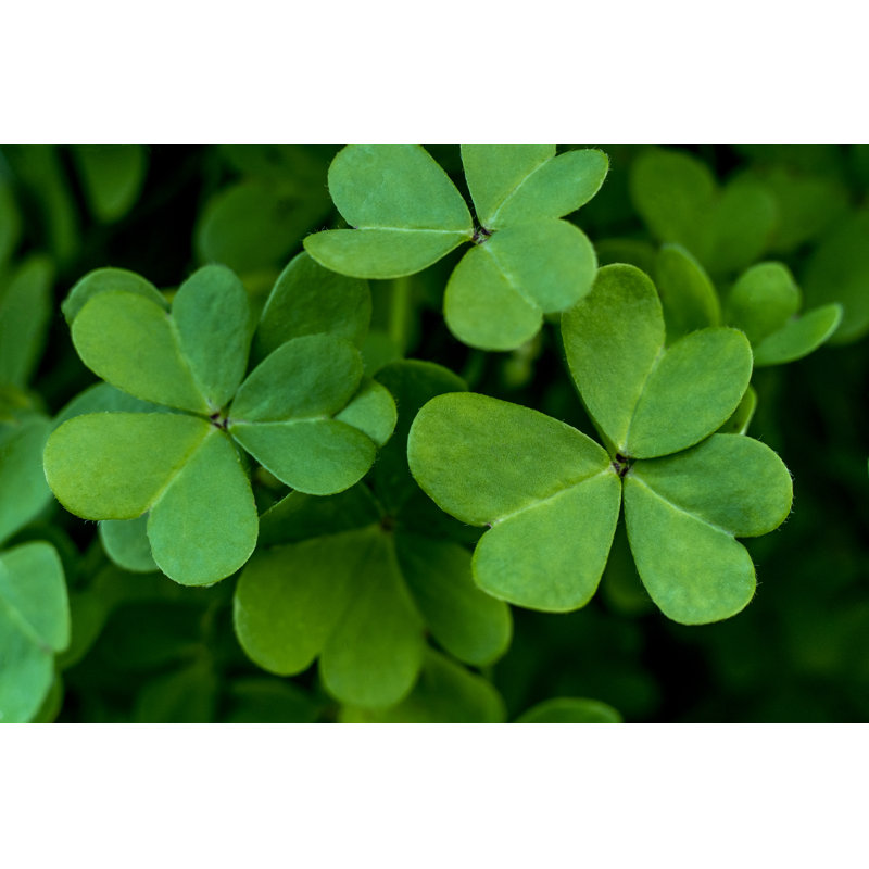 Green Shamrock by Joao Serafim - Wrapped Canvas Print, 81cm H x 122cm W