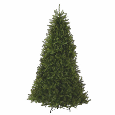 Dunhill Fir Fir Tree
