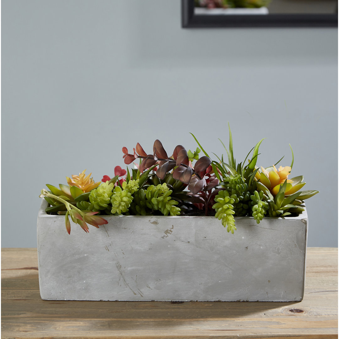 Sydnee 19cm Succulent in Cement Planter