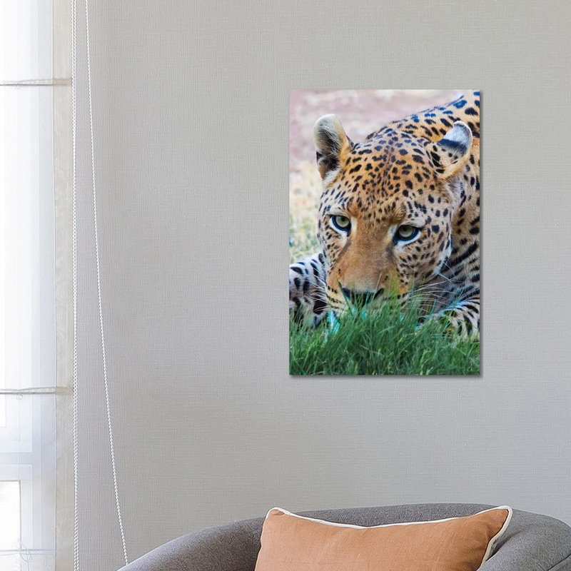 Leopard, Okonjima Nature Reserve. Otjozondjupa Region, Namibia. 1 Piece Wrapped Canvas Painting
