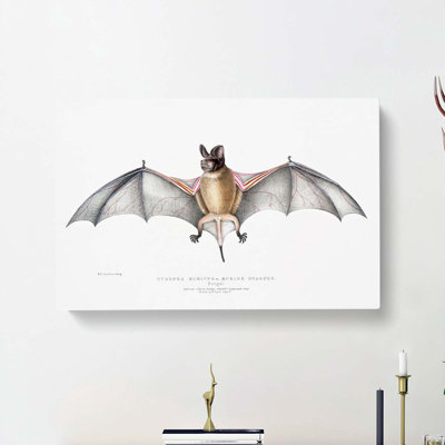 Bat Illustration by John Edward Gray - Wrapped Canvas