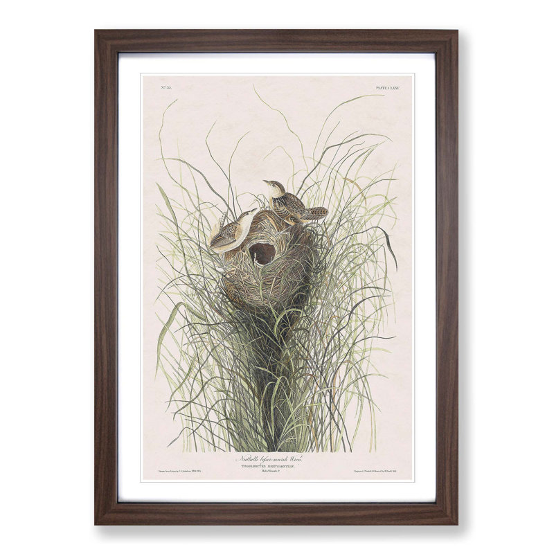 Two Wrens by John James Audubon - Picture Frame Painting Print, 48cm H x 36cm W x 2cm D, Walnut Framed