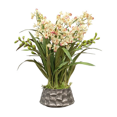 Orchid in Pot