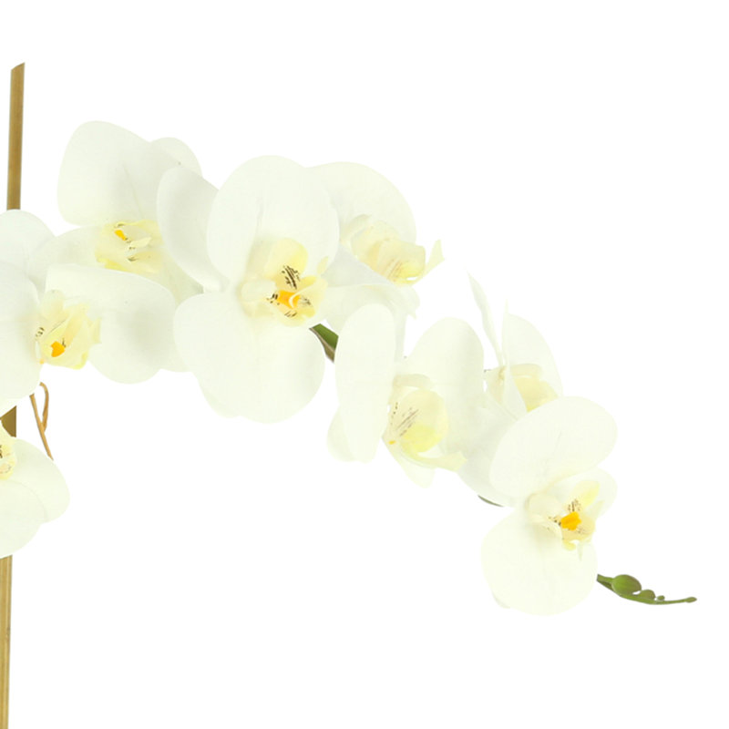 Phalaenopsis In Glass Vase With Moss