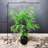 Artificial Fern tree Faux Fern tree-1253438028