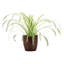 Live Spider Plant in Classic Pot-49662201