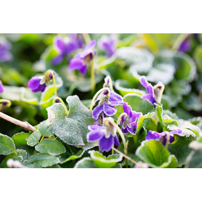 Violets Covered with Hoar Frost by Silviajansen