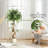 Ficus Artificial Tree with Curved Trunk