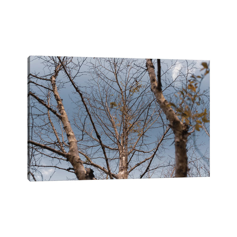 Autumn Trees by Alexandre Venancio - Wrapped Canvas Print, 30.48 cm H x 45.72 cm W