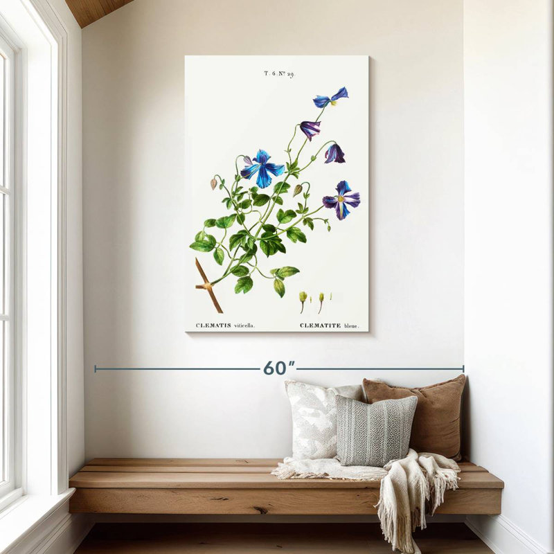 Harnek Clematis Viticella, 45" H x 30" W