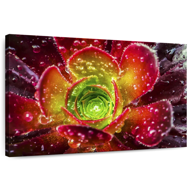 Harnek Dewy Floral Succulent