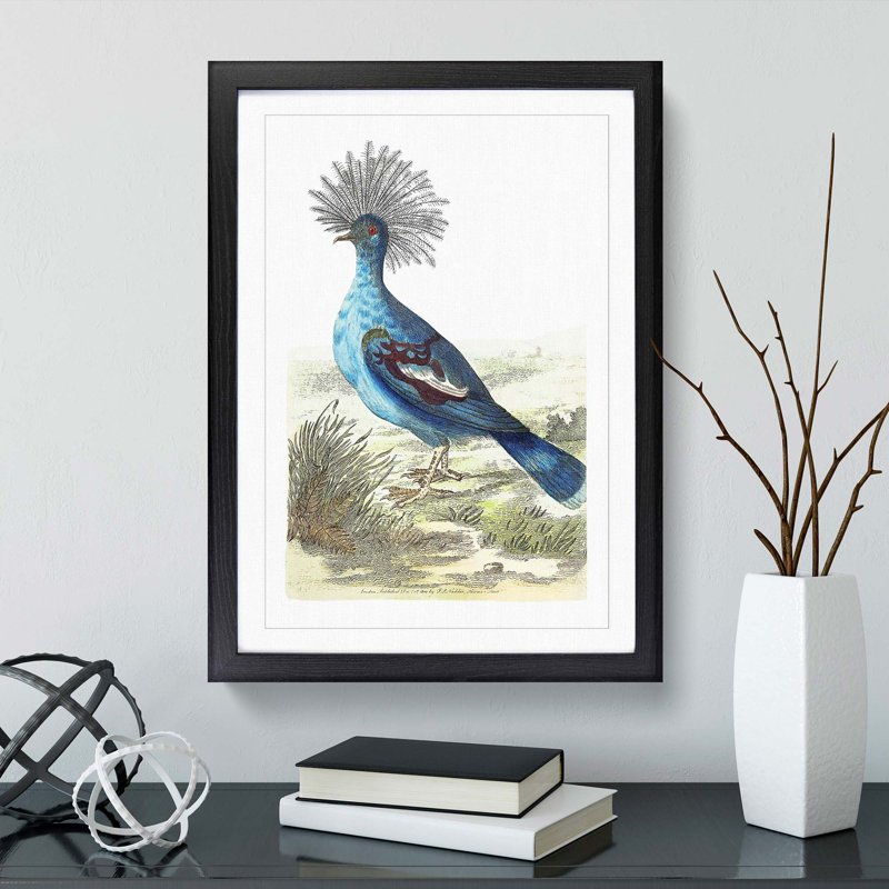 Crowned Pigeon by George Shaw - Framed Print, 36cm H x 27cm W x 2cm D, Black Framed