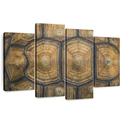 Brampt Giant Tortoise Shell
