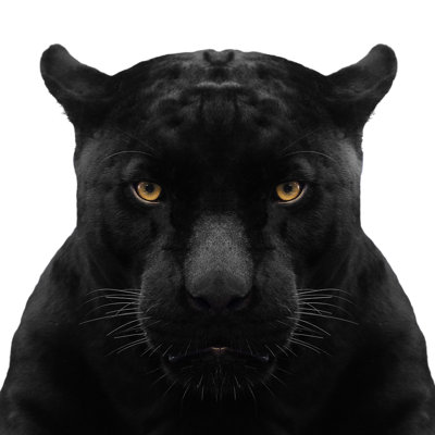 " Black Panther Close-up " by Subinpumsom