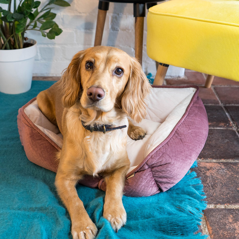 Aranza Geometric Polyester Pet Bed, 20cm H x 60cm W x 50cm D
