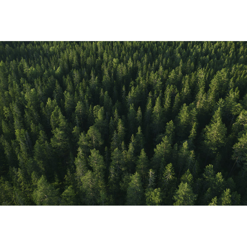 Spruce Tree Forest by Marcus Lindstrom - No Frame Print on Canvas, 81cm H x 122cm W