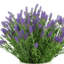 Arrangement floral lavande-2077421742