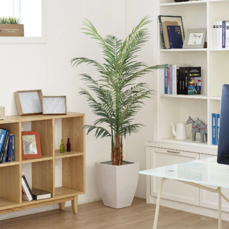 Plante haute de 72 po Jacobsen