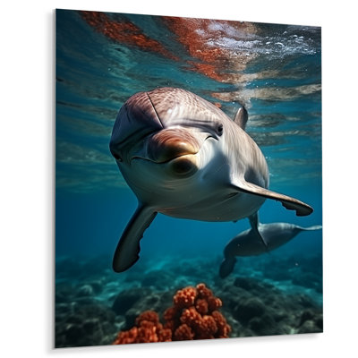 " Dolphin Serene Swim I "