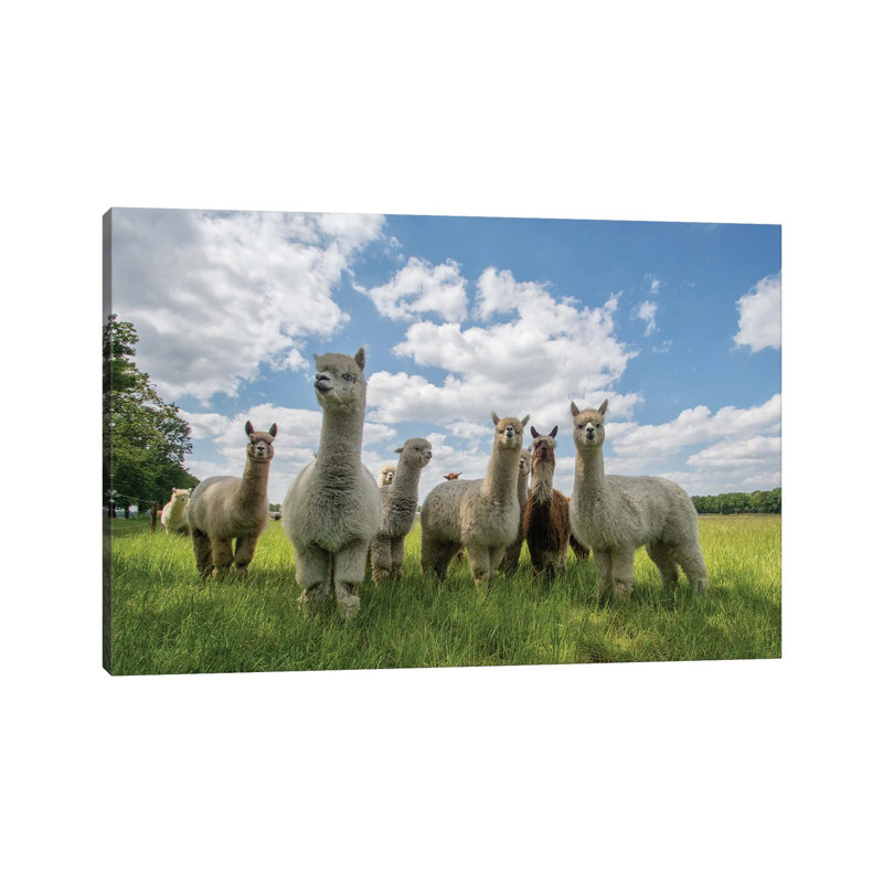Send In The Alpaca's! by Gert Van Den Bosch - Wrapped Canvas Gallery-Wrapped Canvas Giclée